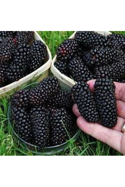 Великі і солодкі ягоди шовковиці Чорна Баронесса.